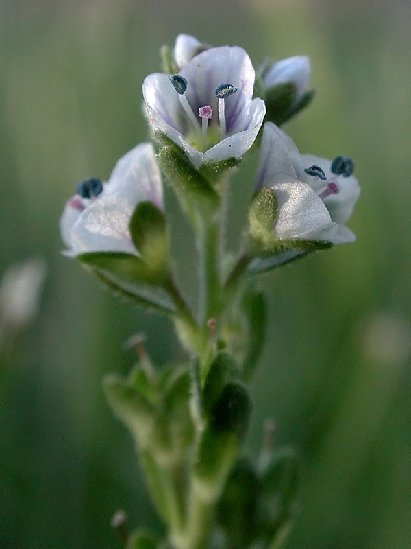 Thyme-leaved Speedwell