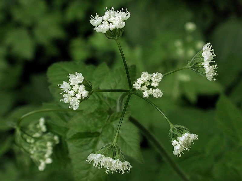 Scented Sweet-cicely