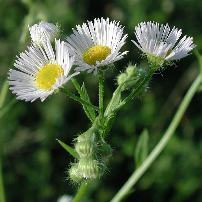 Erigeron annuus