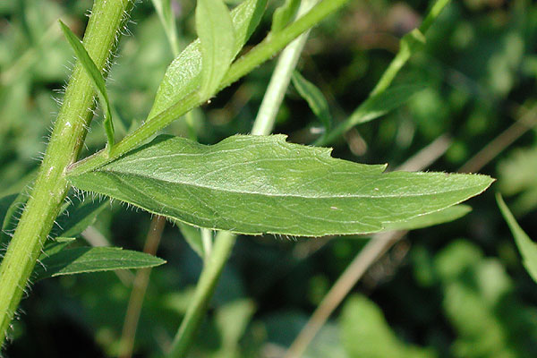 White-top Fleabane