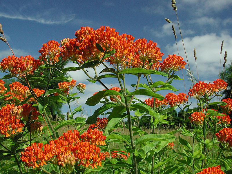 Asclepias tuberosa var. tuberosa