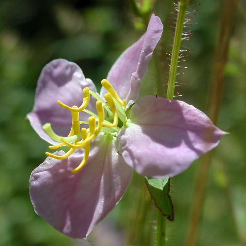 Maryland Meadowbeauty