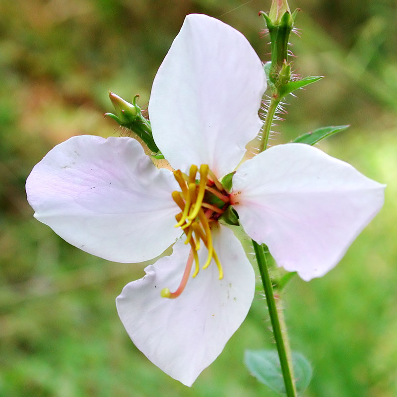 Maryland Meadowbeauty