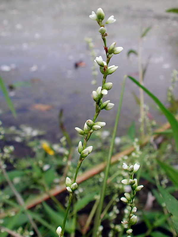 Dotted Smartweed