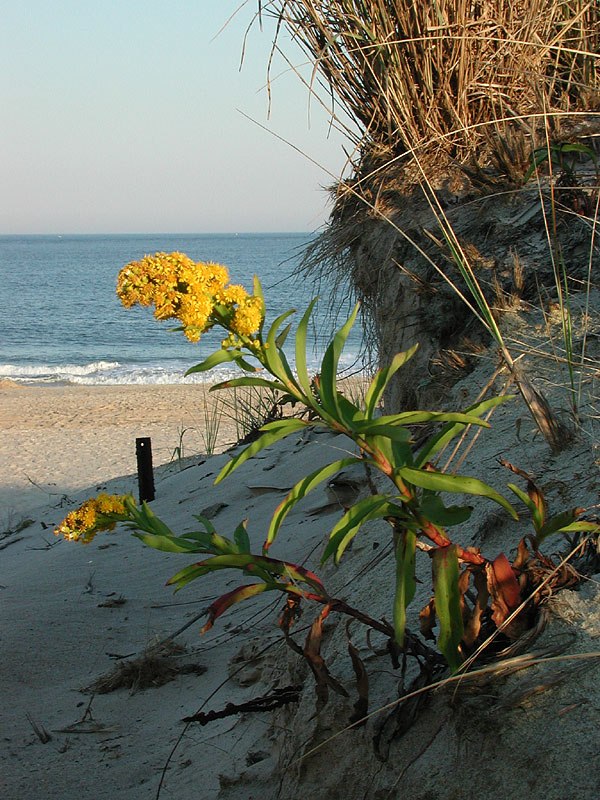 Solidago sempervirens var. sempervirens