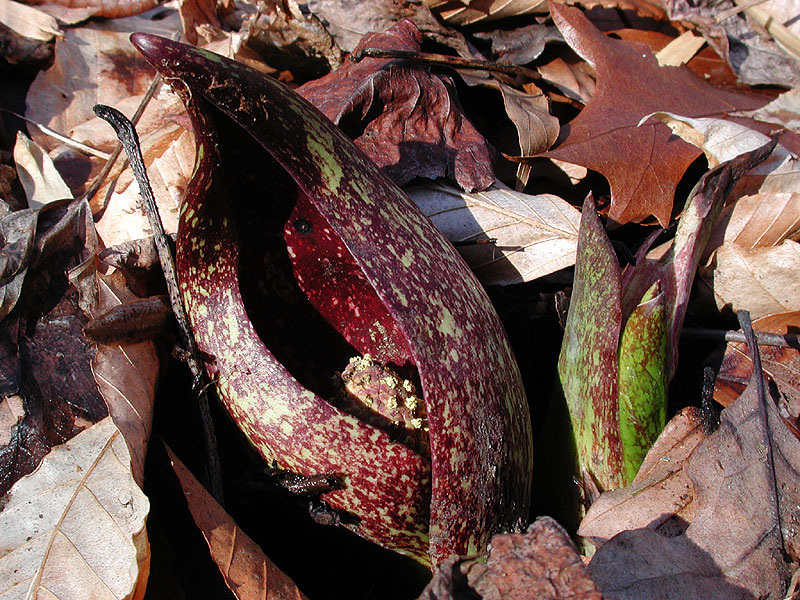 Symplocarpus foetidus