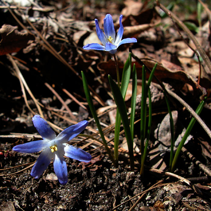 Chionodoxa sp.