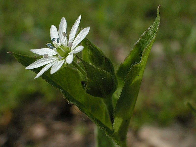 Myosoton aquaticum