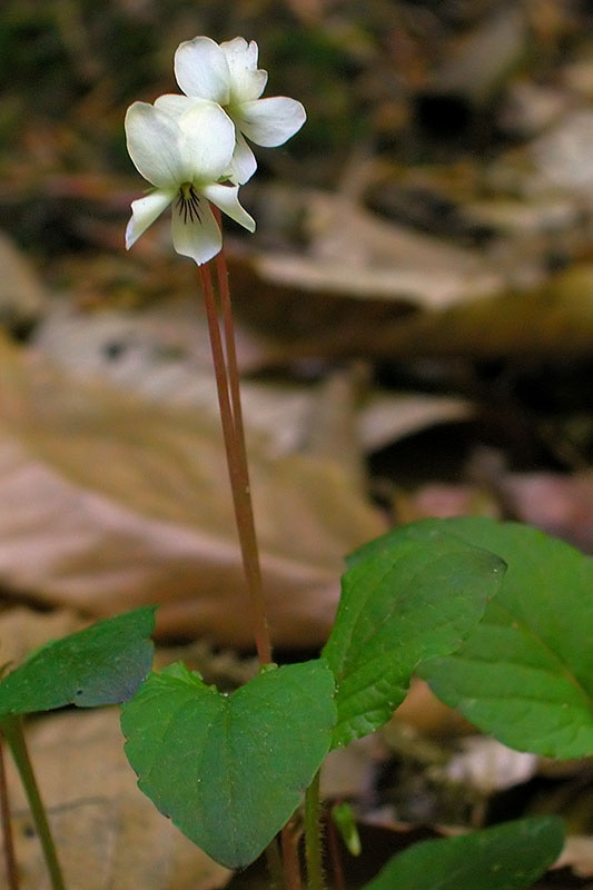 White Primrose-leaved Violet