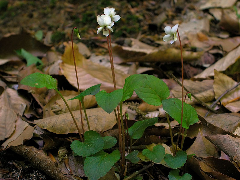 White Primrose-leaved Violet