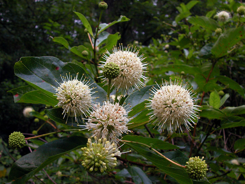 Cephalanthus occidentalis