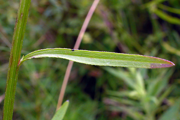 Erigeron strigosus var. strigosus