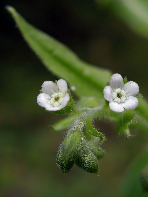 Virginia Stickseed