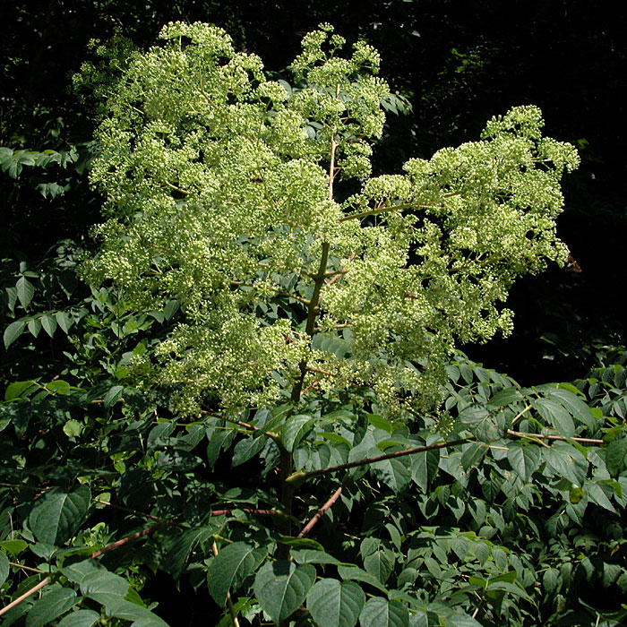 Aralia spinosa