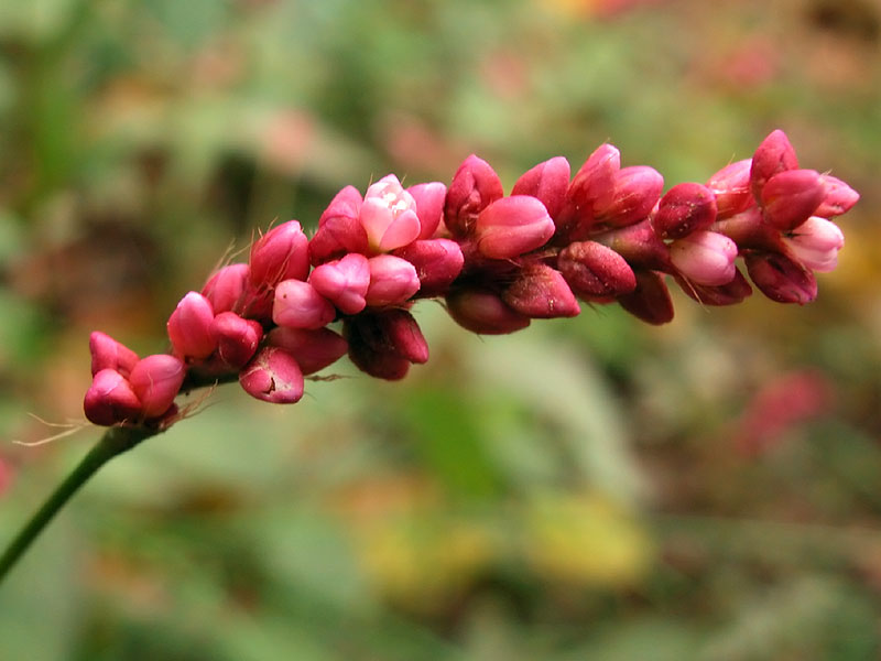 Longbristle Smartweed