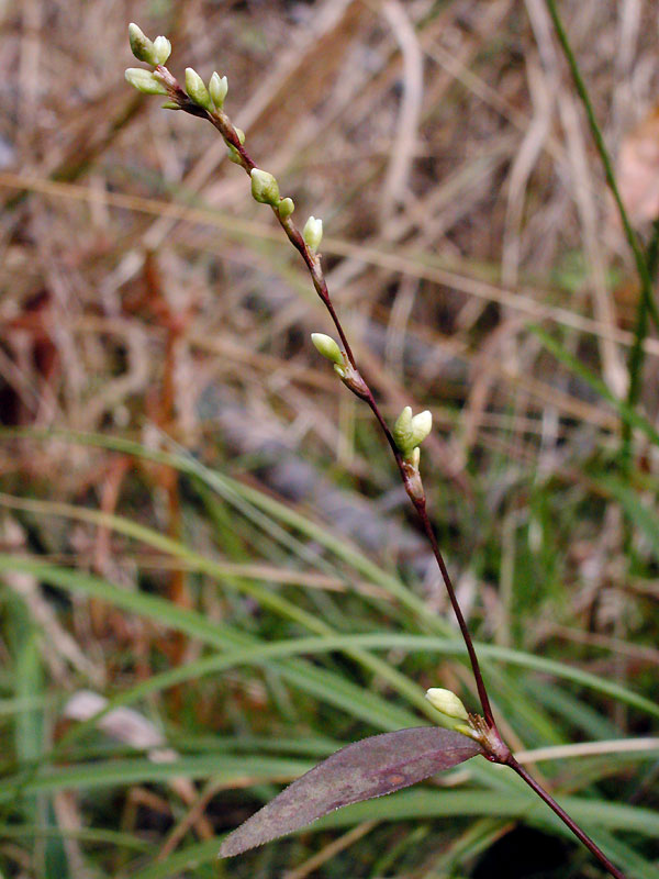 Persicaria hydropiper