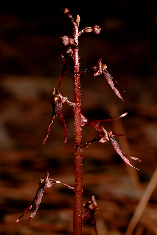 Southern Twayblade