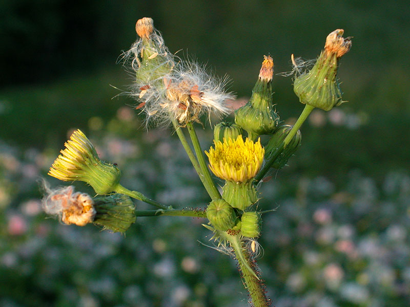 Sonchus asper