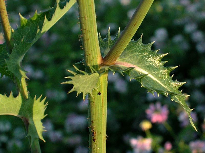 Sonchus asper