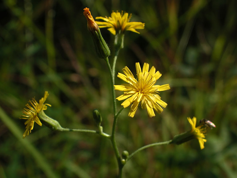 Hieracium gronovii