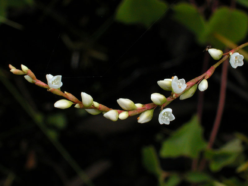 Marshpepper Smartweed