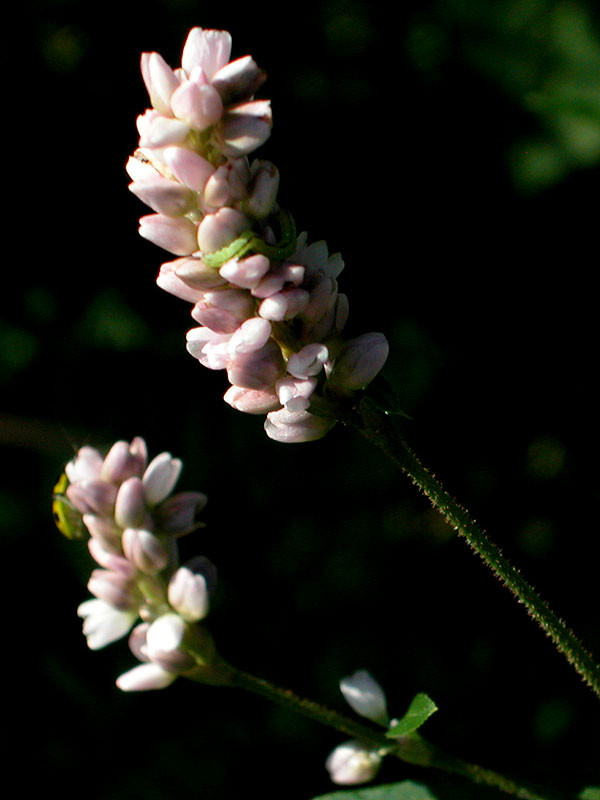 Persicaria pensylvanica