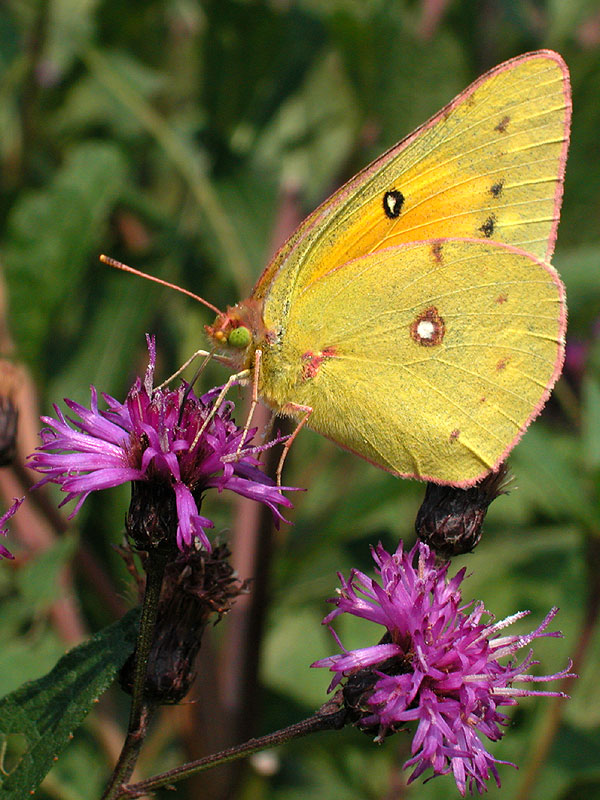 New York Ironweed