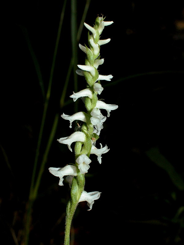 Spiranthes cernua