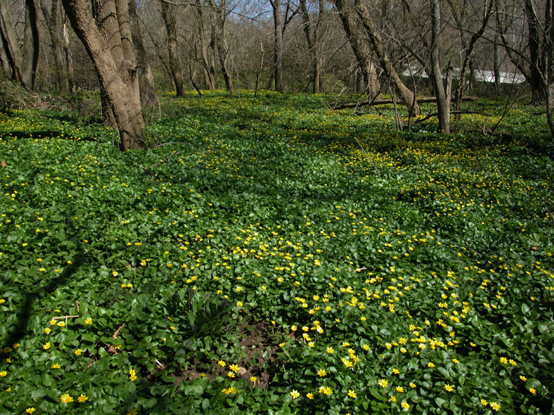 Lesser Celandine