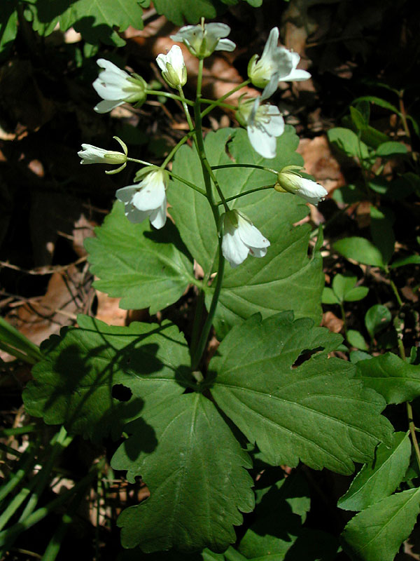 Cardamine diphylla