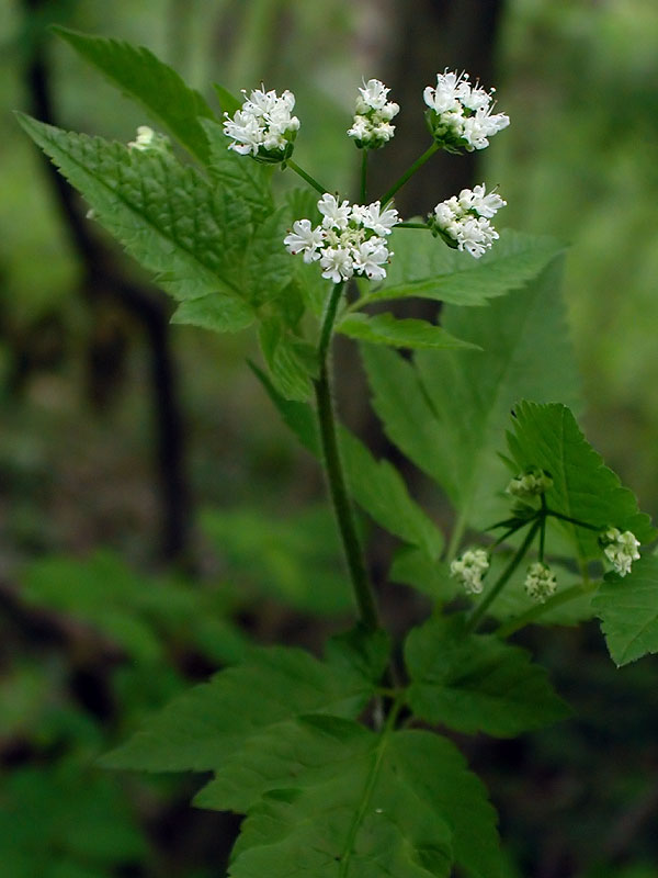 Osmorhiza longistylis