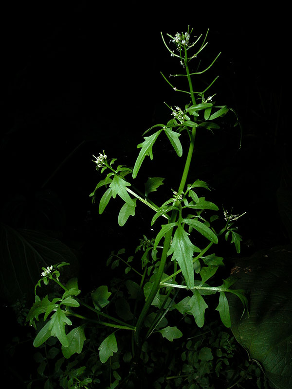 Cardamine pensylvanica