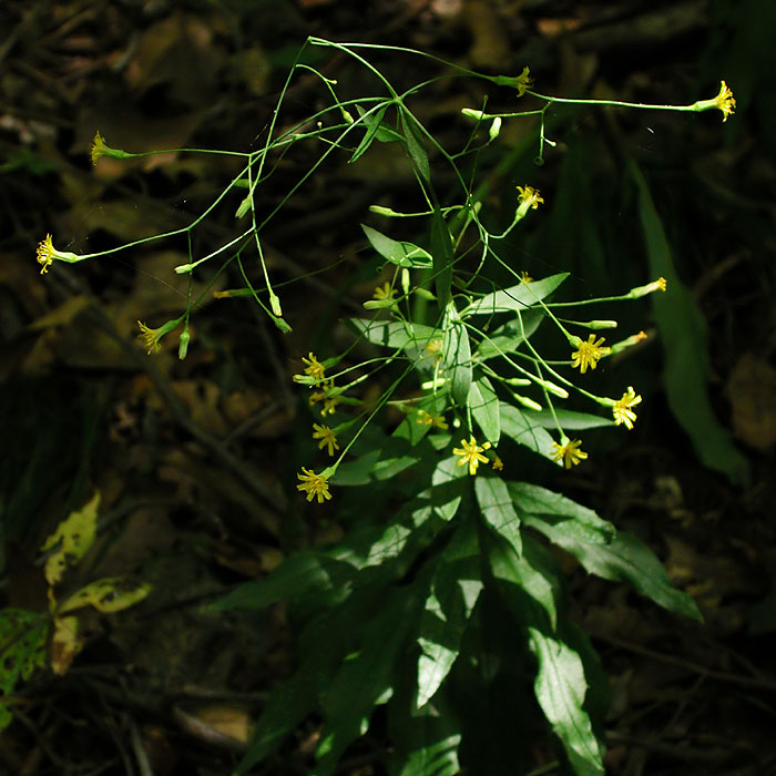 Panicled Hawkweed