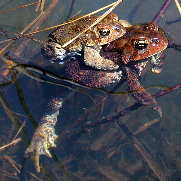 White Clay Creek State Park, April 2005