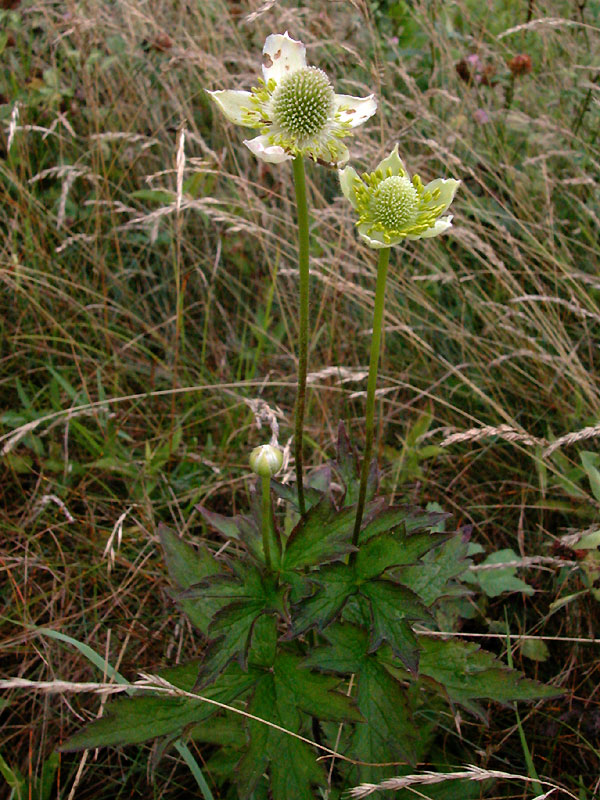 Anemone virginiana var. virginiana