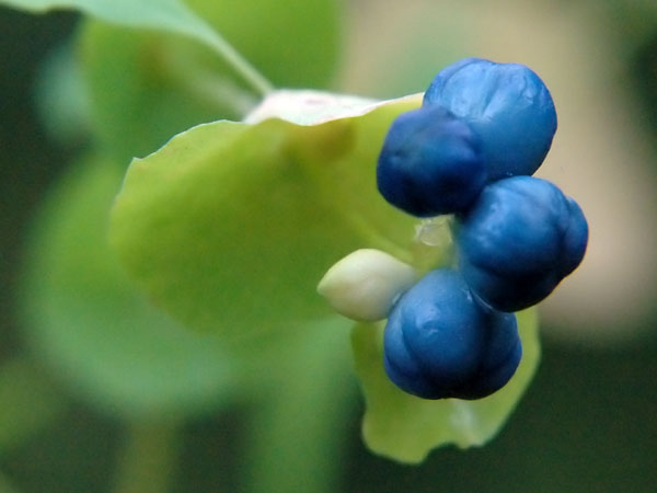 Persicaria perfoliata