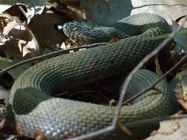 Northern water snake <i>(Nerodia sipedon)</i><br>Ratledge woods, May 2006