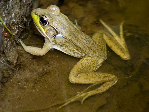 Green frog<br>Ratledge woods, May 2006