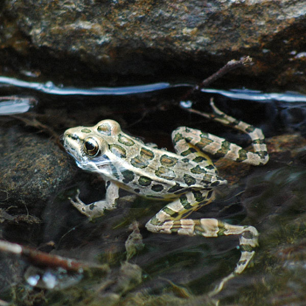 Pickerel frog <i>(Rana palustris)</i><br>Brandywine Creek State Park, May 2006
