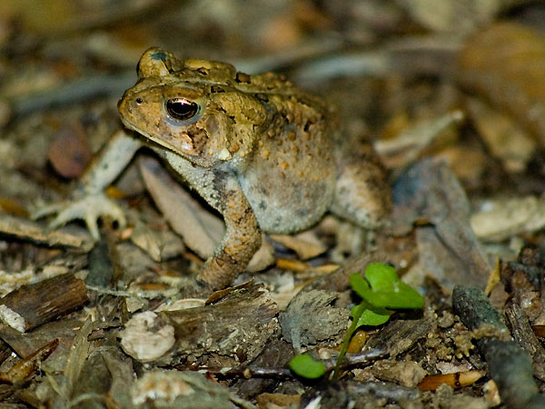 American toad <i>(Bufo americanus)</i><br>Middle Run, May 2006