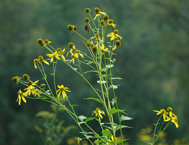 Rudbeckia laciniata