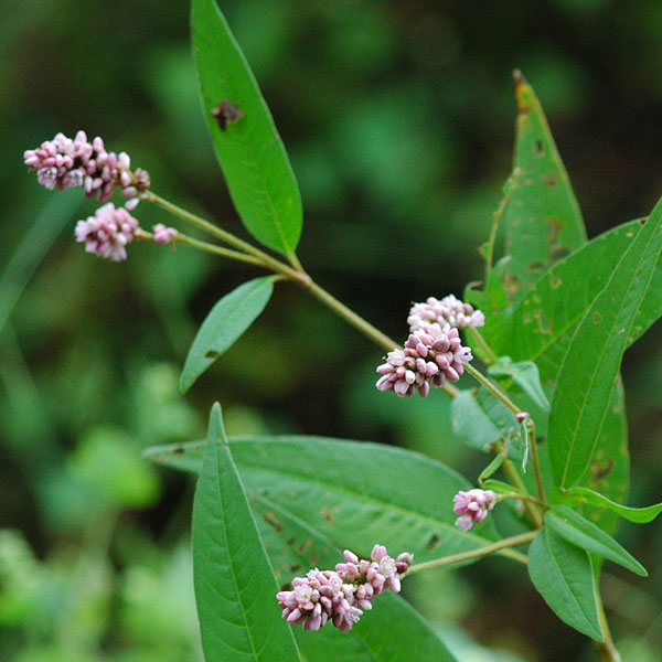 Polygonum pensylvanicum