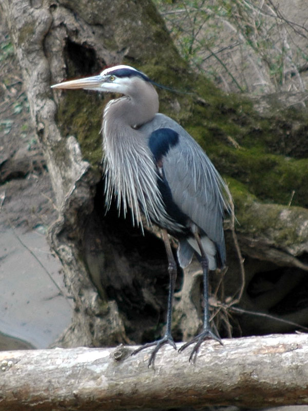 Great blue heron<br>White Clay Creek, April 2007