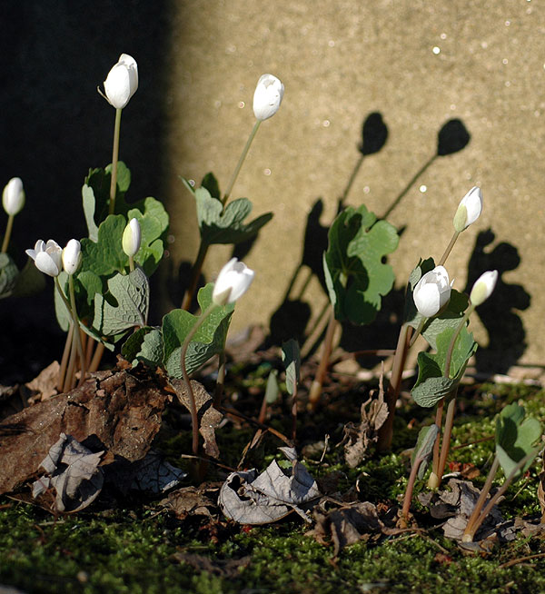 <i>Sanguinaria canadensis</i>