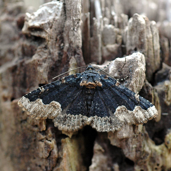 Moth<br>Middle Run, April 2007