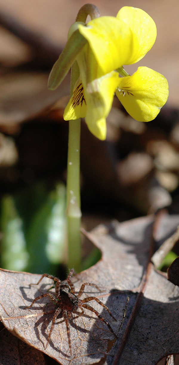 Spider<br>Middle Run, April 2007