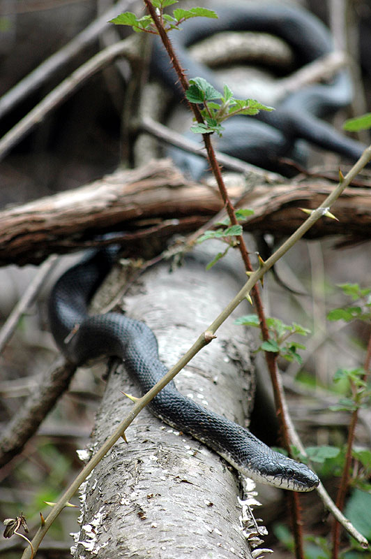 Black rat snake <i>(Elaphe obsoleta)</i><br>Middle Run, April 2007