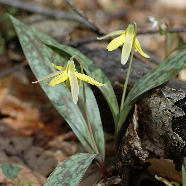 Erythronium americanum