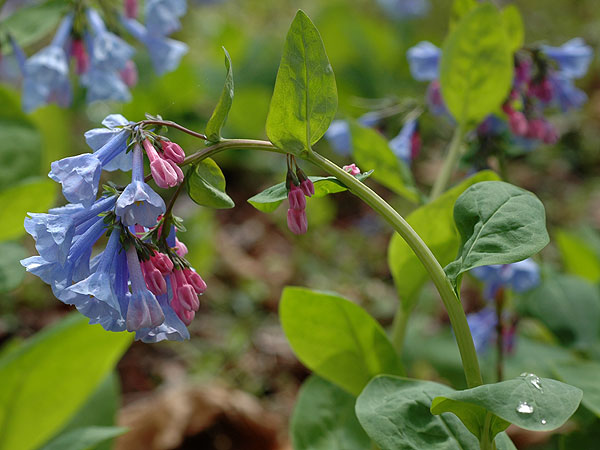 Mertensia virginica