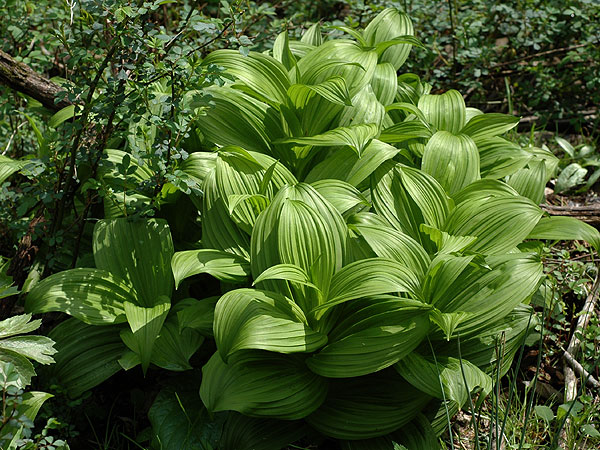 Veratrum viride